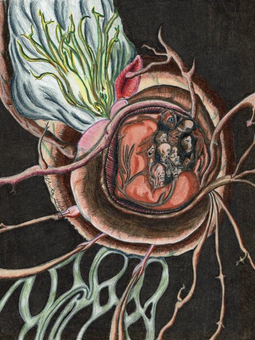 Cornucopia