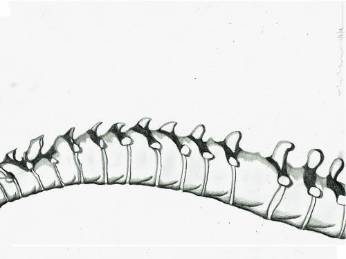 Spinal