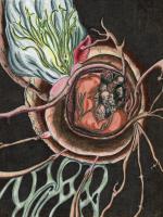Cornucopia